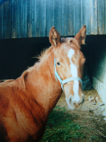 Tarro-portrt