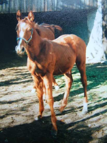 tarro-prcek