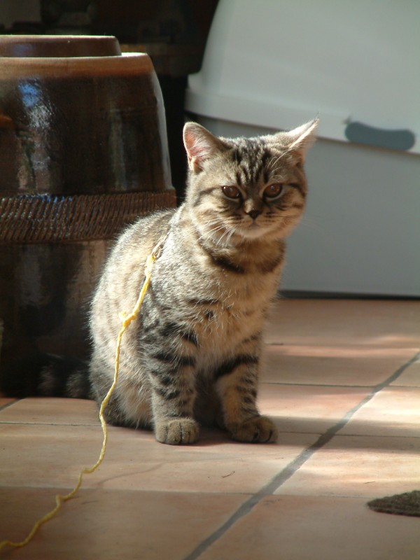 micka