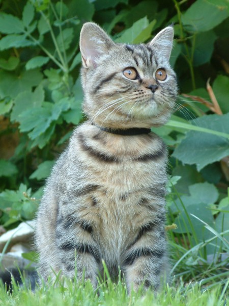 mici