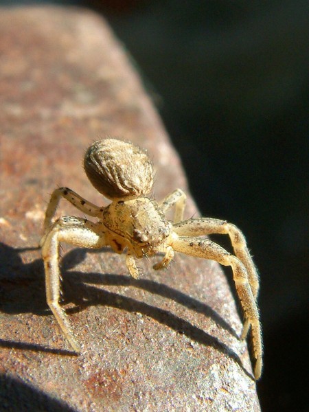 spider