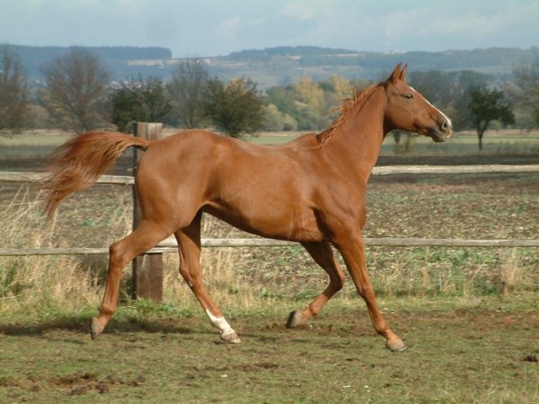 Tarro