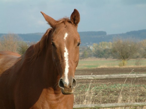 Tarro III.